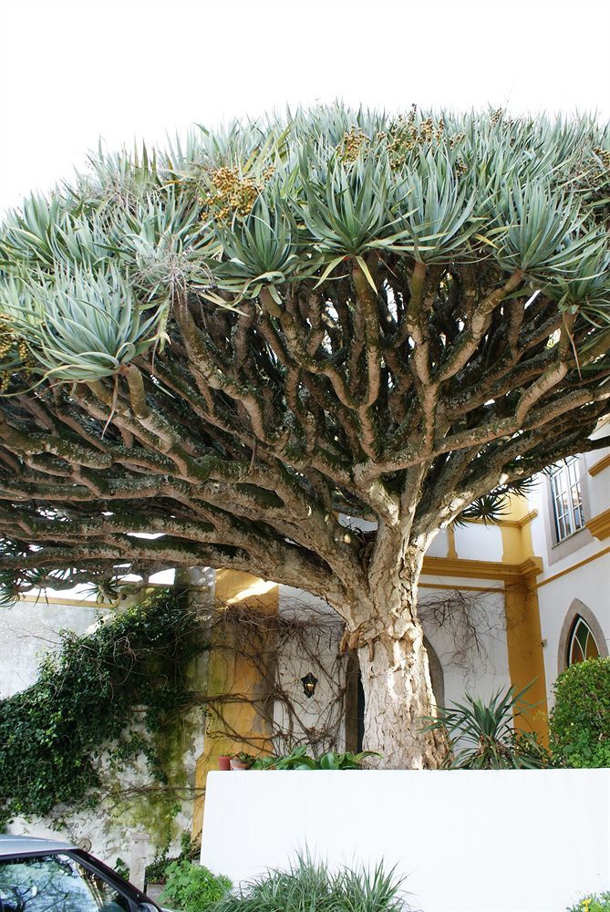 Casa Do Castelo - Turismo De Habitacao Bed & Breakfast Atouguia Da Baleia Exterior photo